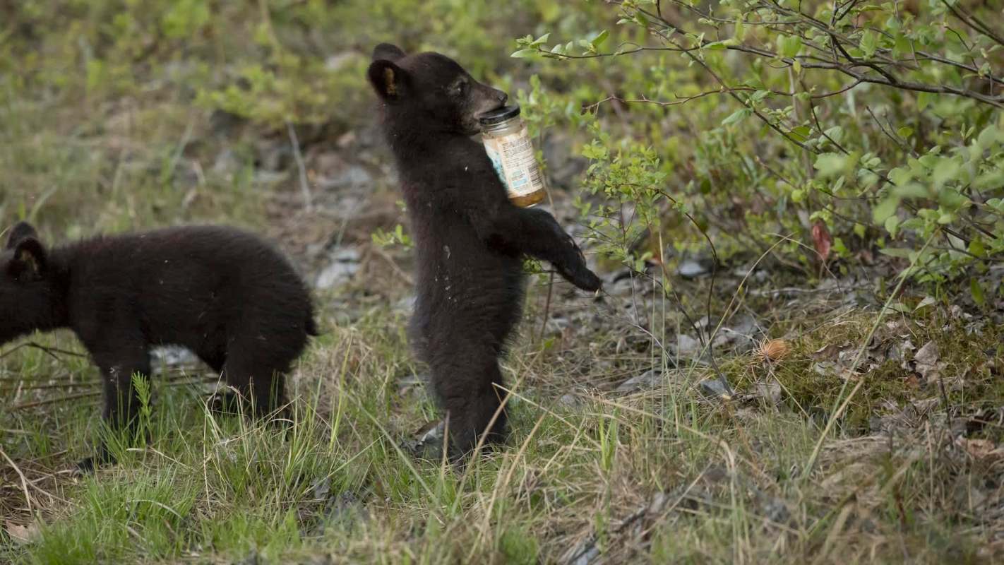 Two bear cubs in a grassy area; one cub holds a jar while the other walks nearby.