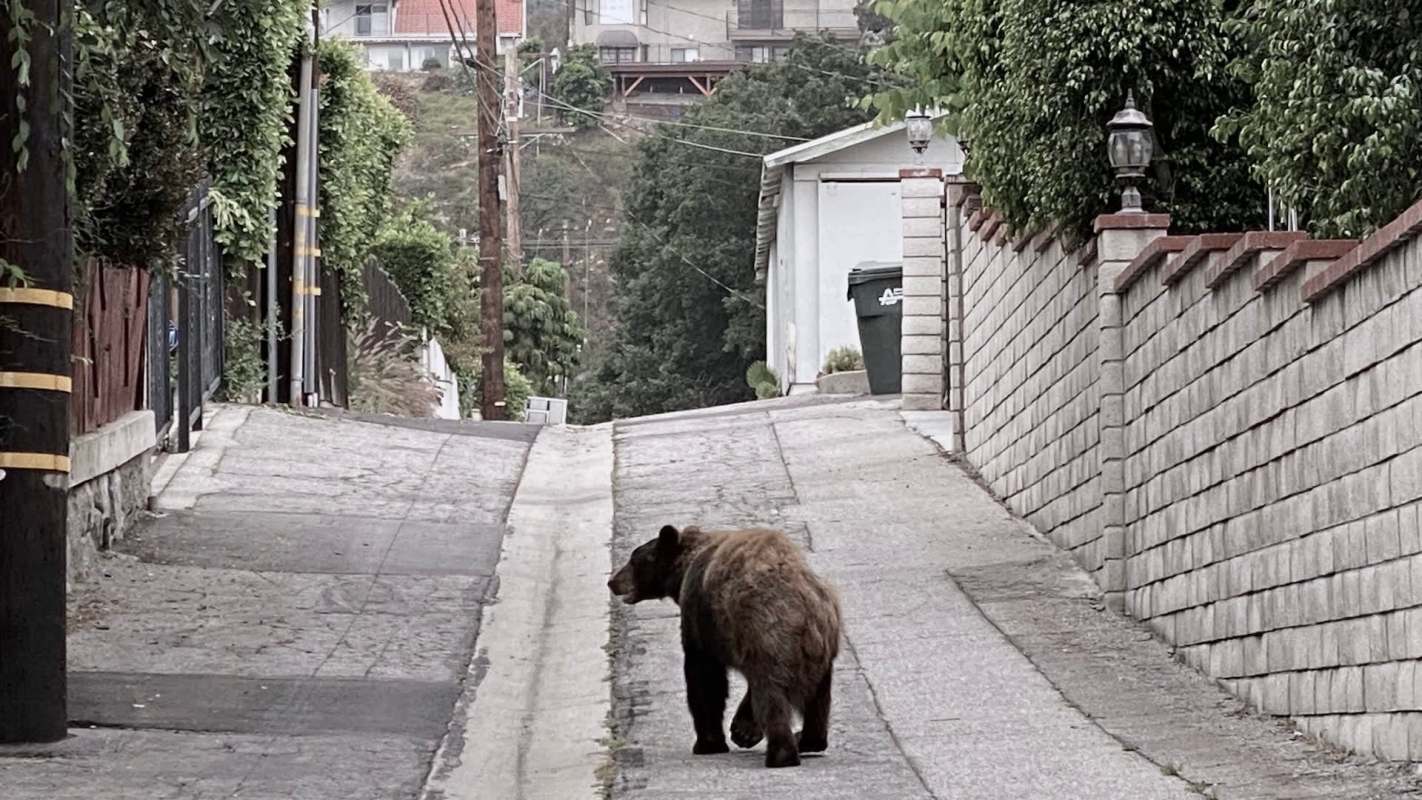 A bear walks down a narrow, tree-lined alleyway.