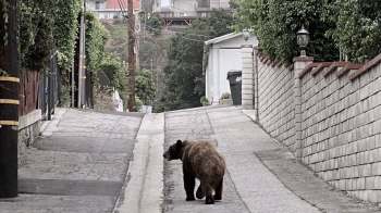 A bear walks down a narrow, tree-lined alleyway.