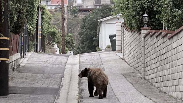 A bear walks down a narrow, tree-lined alleyway.