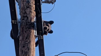 A bear on top of a telephone poll.