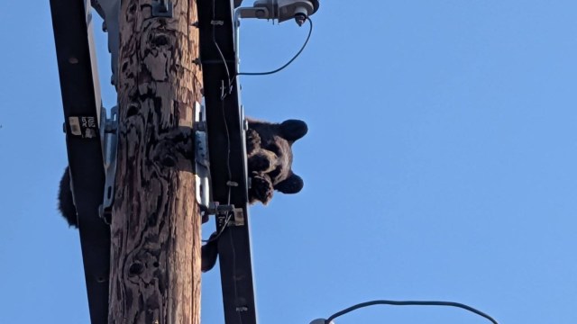 A bear on top of a telephone poll.
