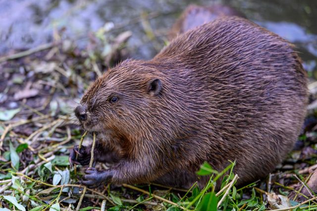 A beaver.