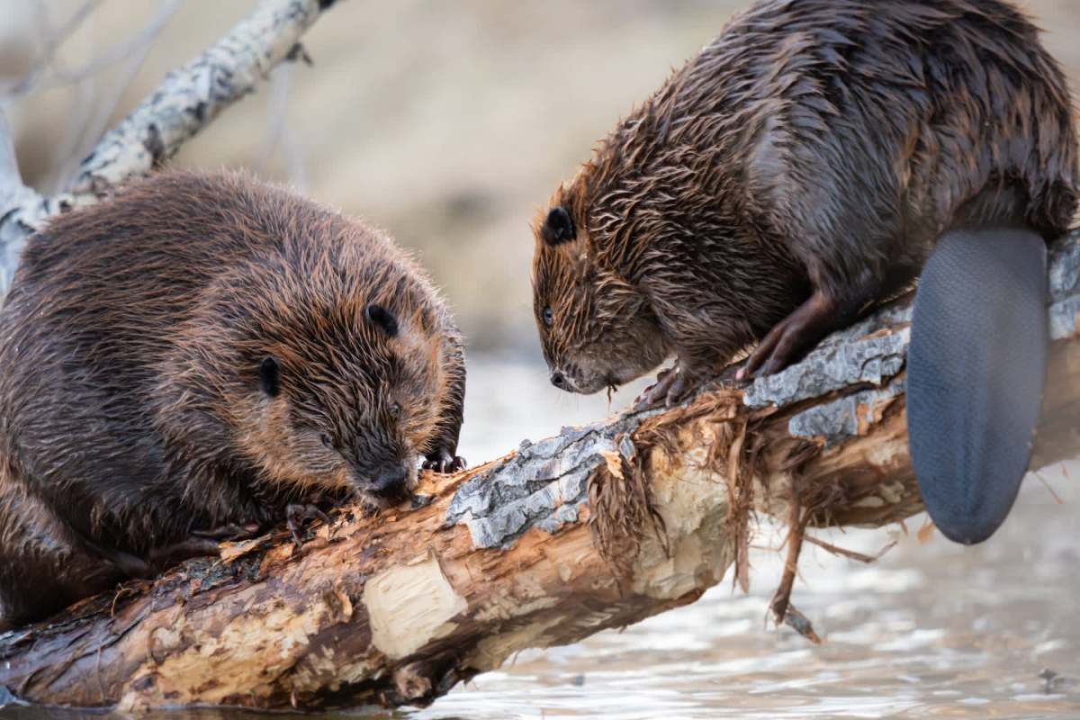 Two beavers are sitting on a fallen log over water, one nibbling on the wood.