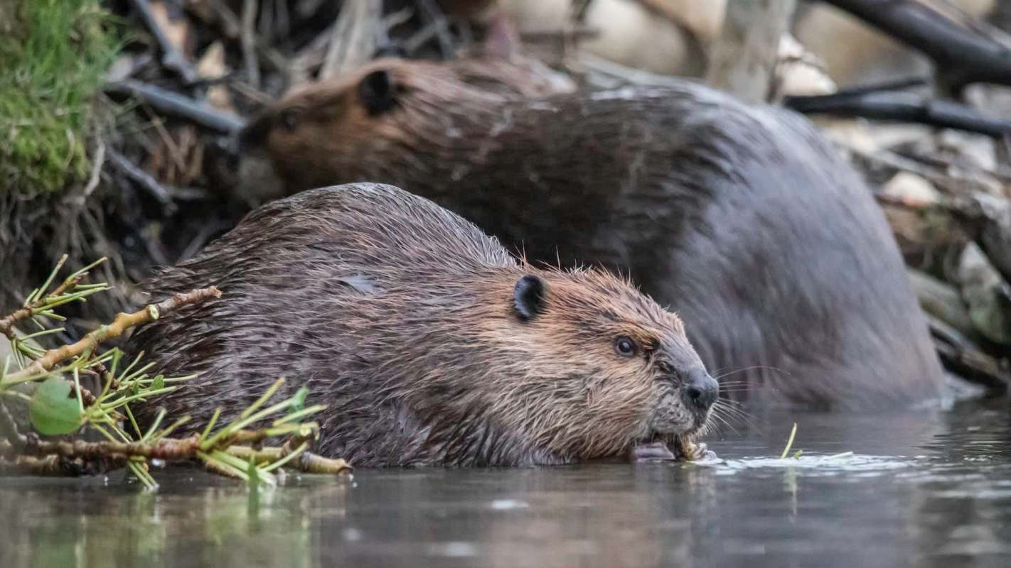 Two beavers.