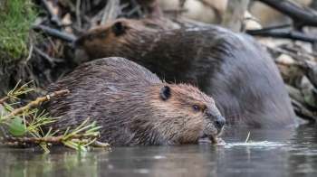 Two beavers.