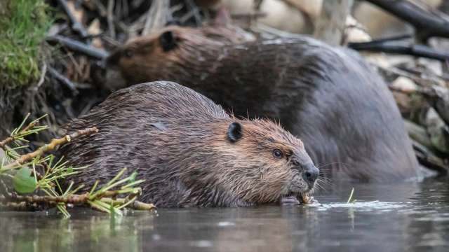 Two beavers.