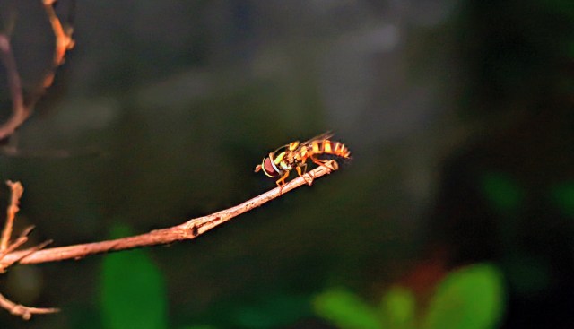 A colorful insect perched on a thin branch.