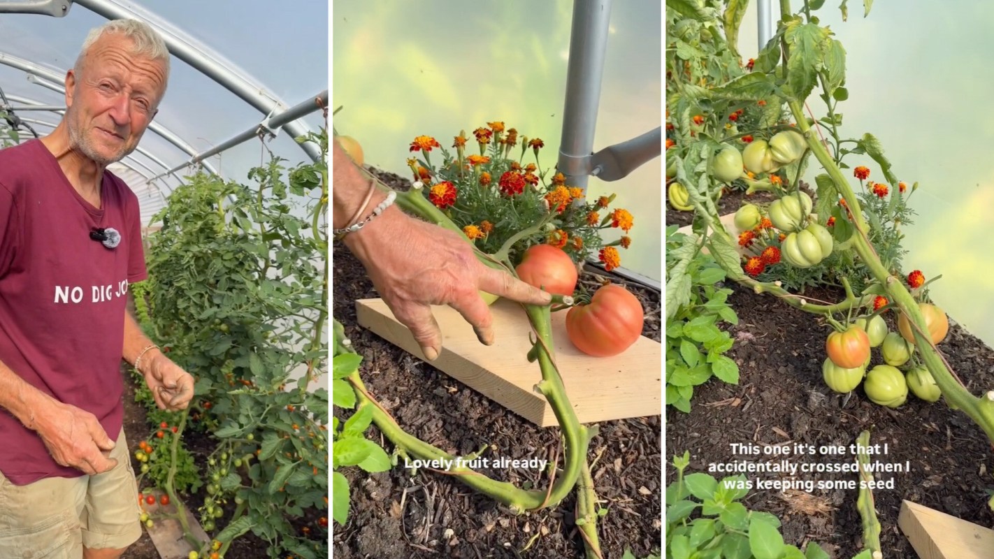 A gardener tending to tomatoes.