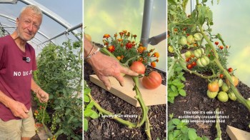 A gardener tending to tomatoes.