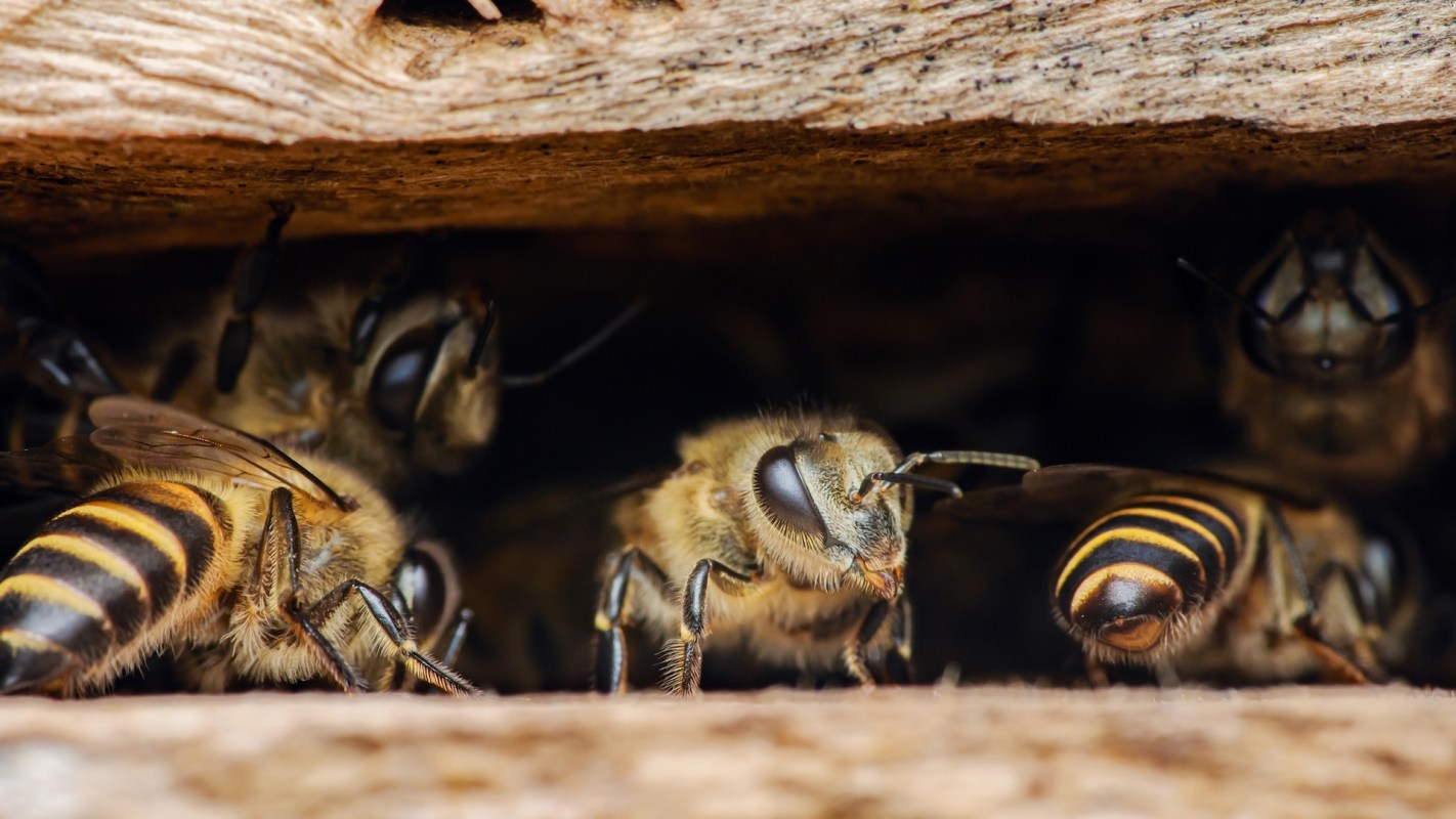 A group of bees inside a wooden hive.
