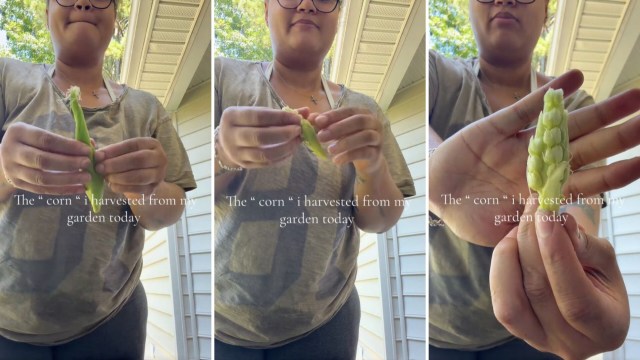 A woman shucking an ear of corn.