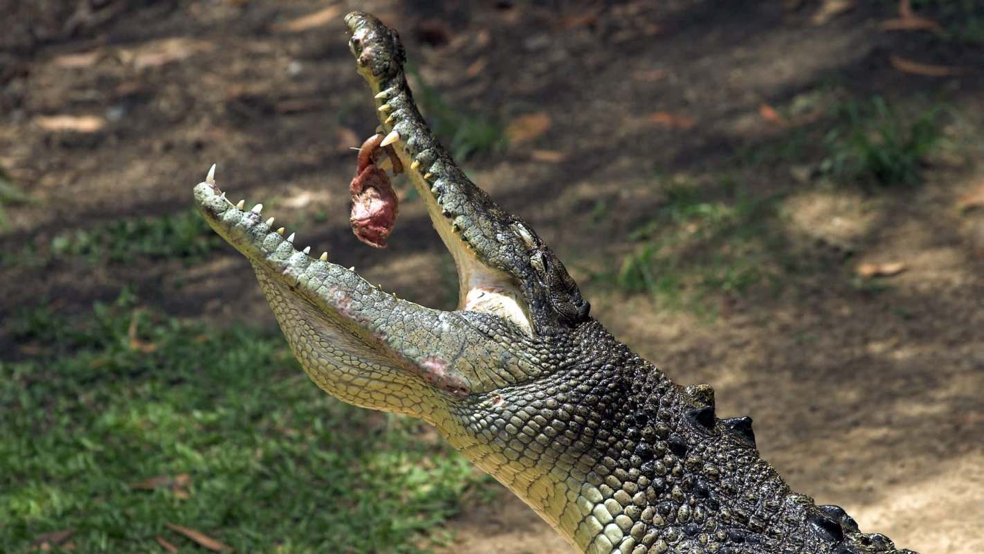 A crocodile holds a piece of meat in its open mouth.