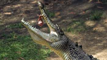 A crocodile holds a piece of meat in its open mouth.