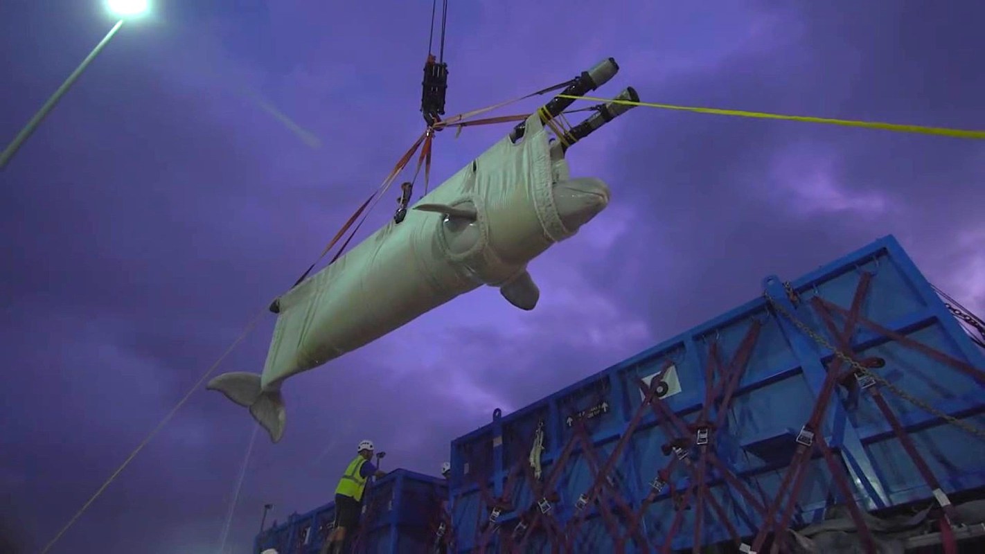 A large beluga whale being lifted by a crane at dusk near shipping containers.