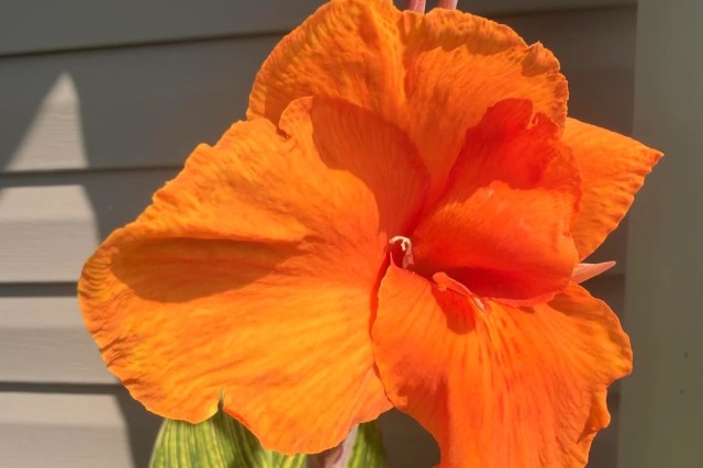 A Bengal tiger canna lily.