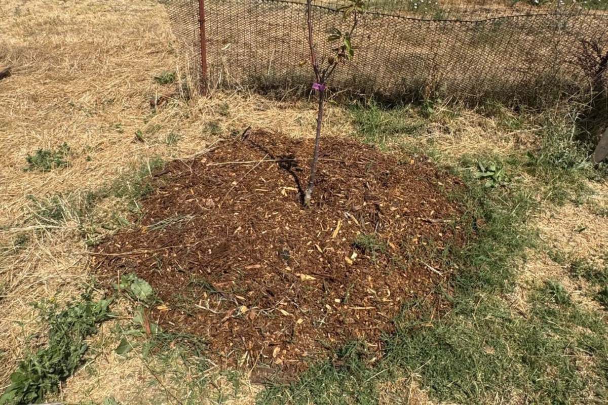 Bermuda grass growing through mulch.