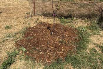 Bermuda grass growing through mulch.