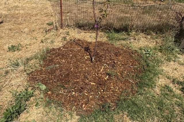 Bermuda grass growing through mulch.