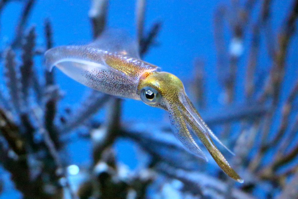 A bigfin squid.