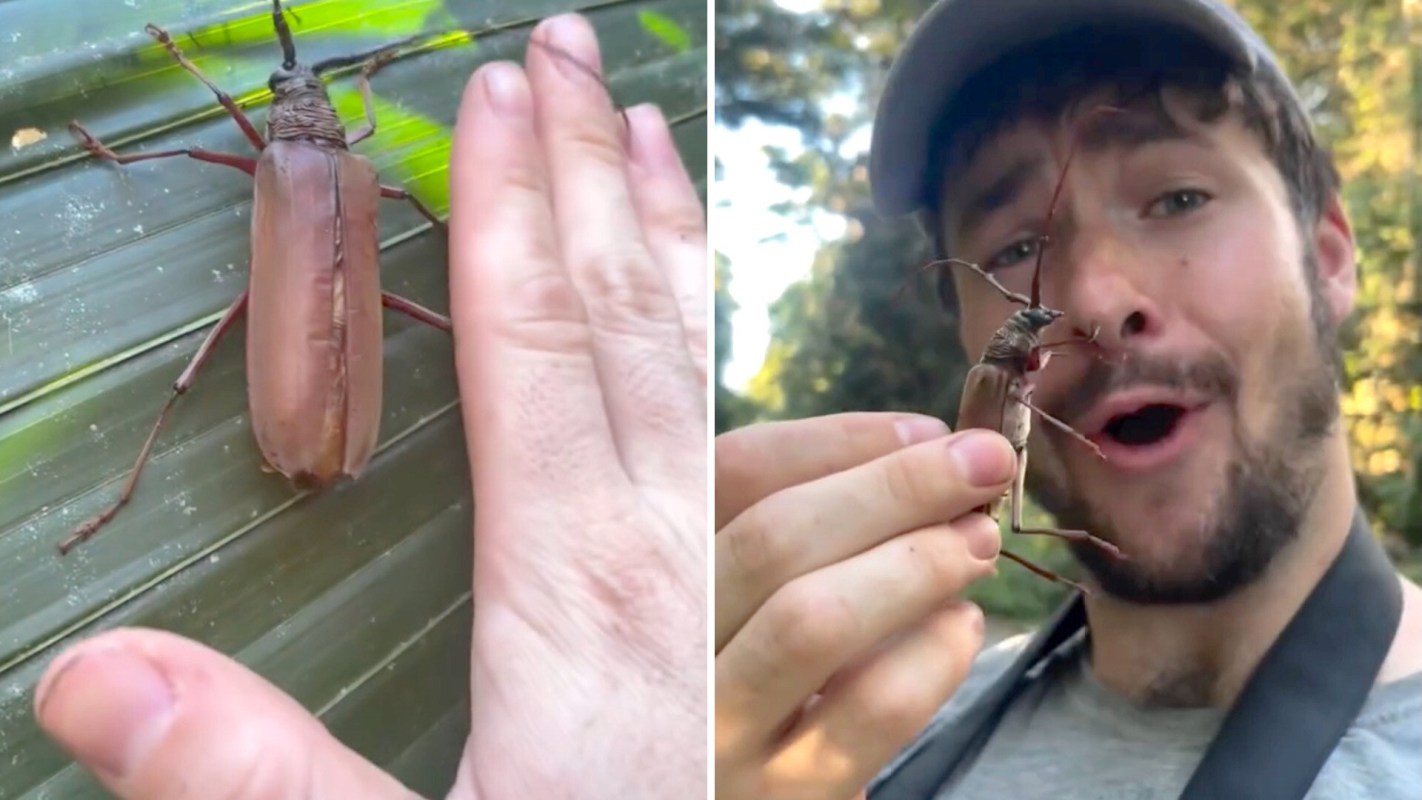 A conservation educator holding a beetle.