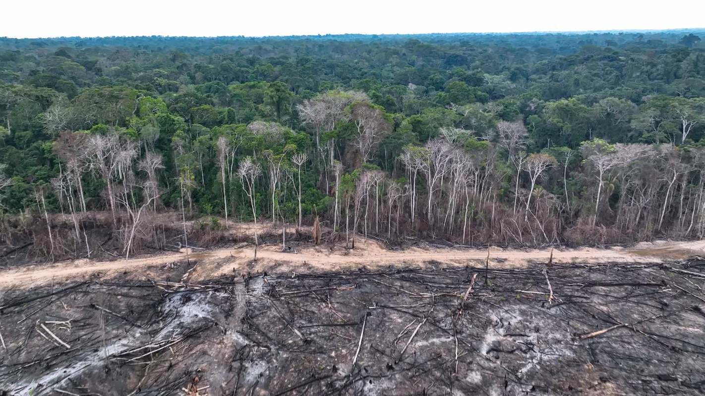 Aerial view of a deforested area with stumps, dead trees, and lush green forest in the background.
