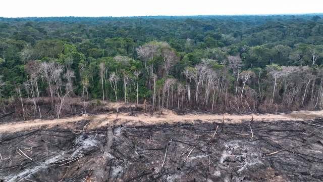 Aerial view of a deforested area with stumps, dead trees, and lush green forest in the background.