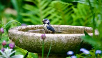 A bird bath surrounded by greenery with a bird bathing in the water.