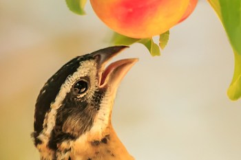 A finch-looking bird reaches toward a peach hanging from a branch.