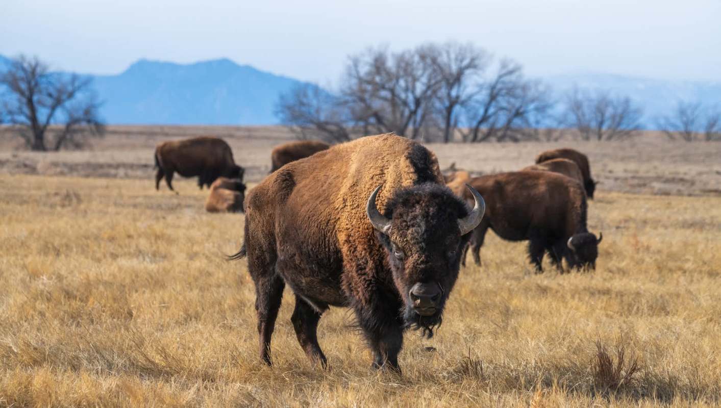 A group of bison grazing in a grassy landscape with distant mountains and bare trees.
