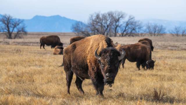 A group of bison grazing in a grassy landscape with distant mountains and bare trees.