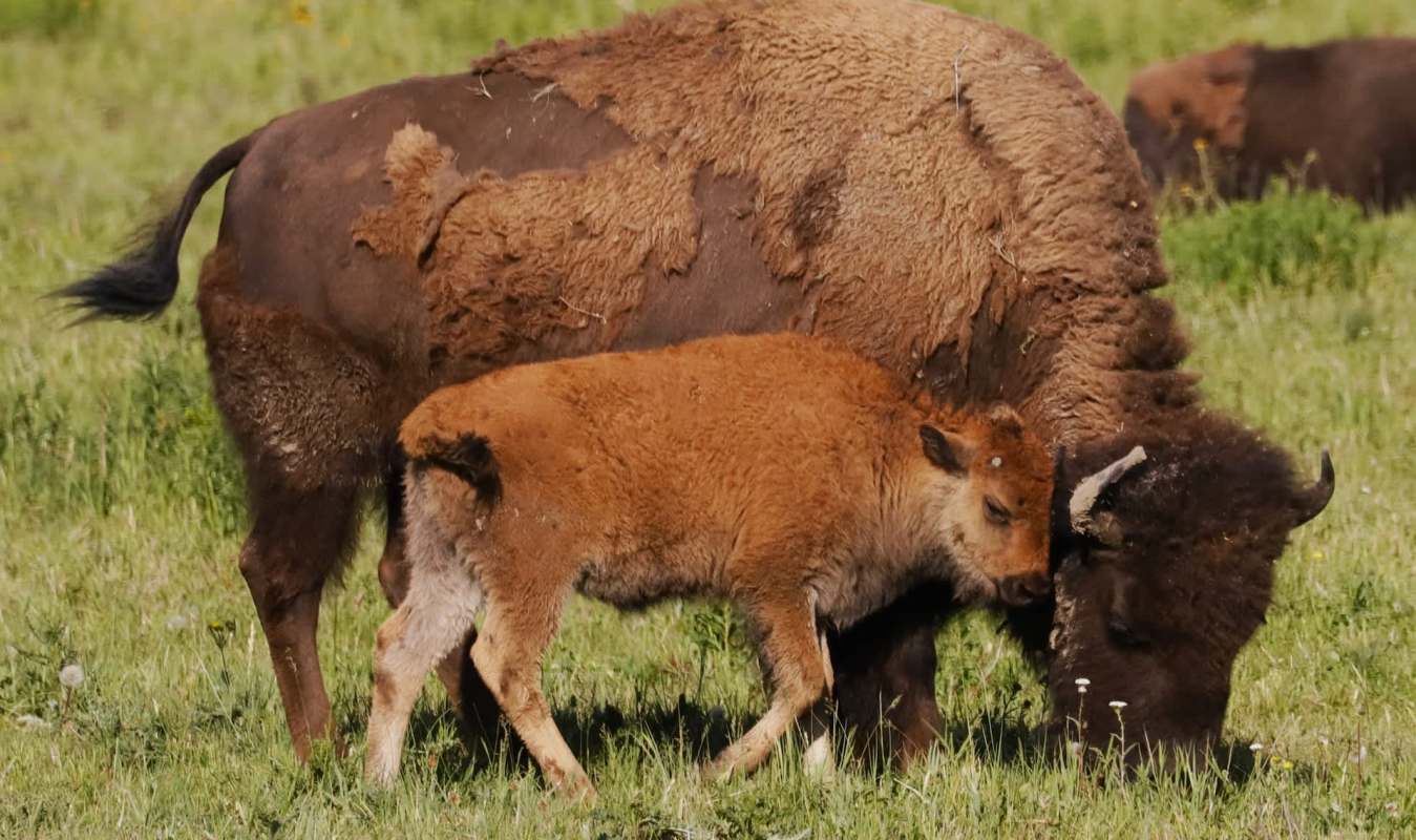 A bison and her calf in a grassy field.