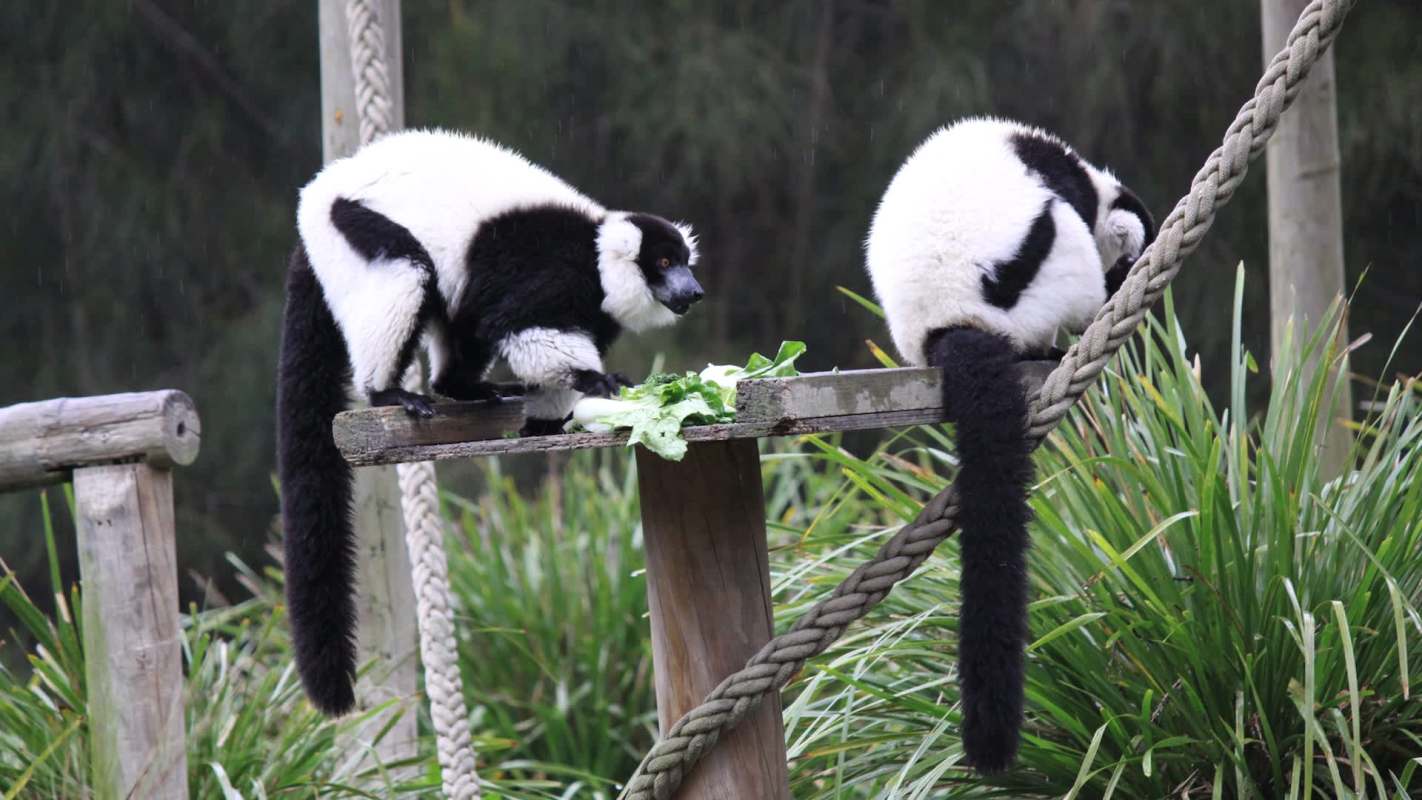 Two lemurs eating lettuce on a wooden platform surrounded by grass and foliage.