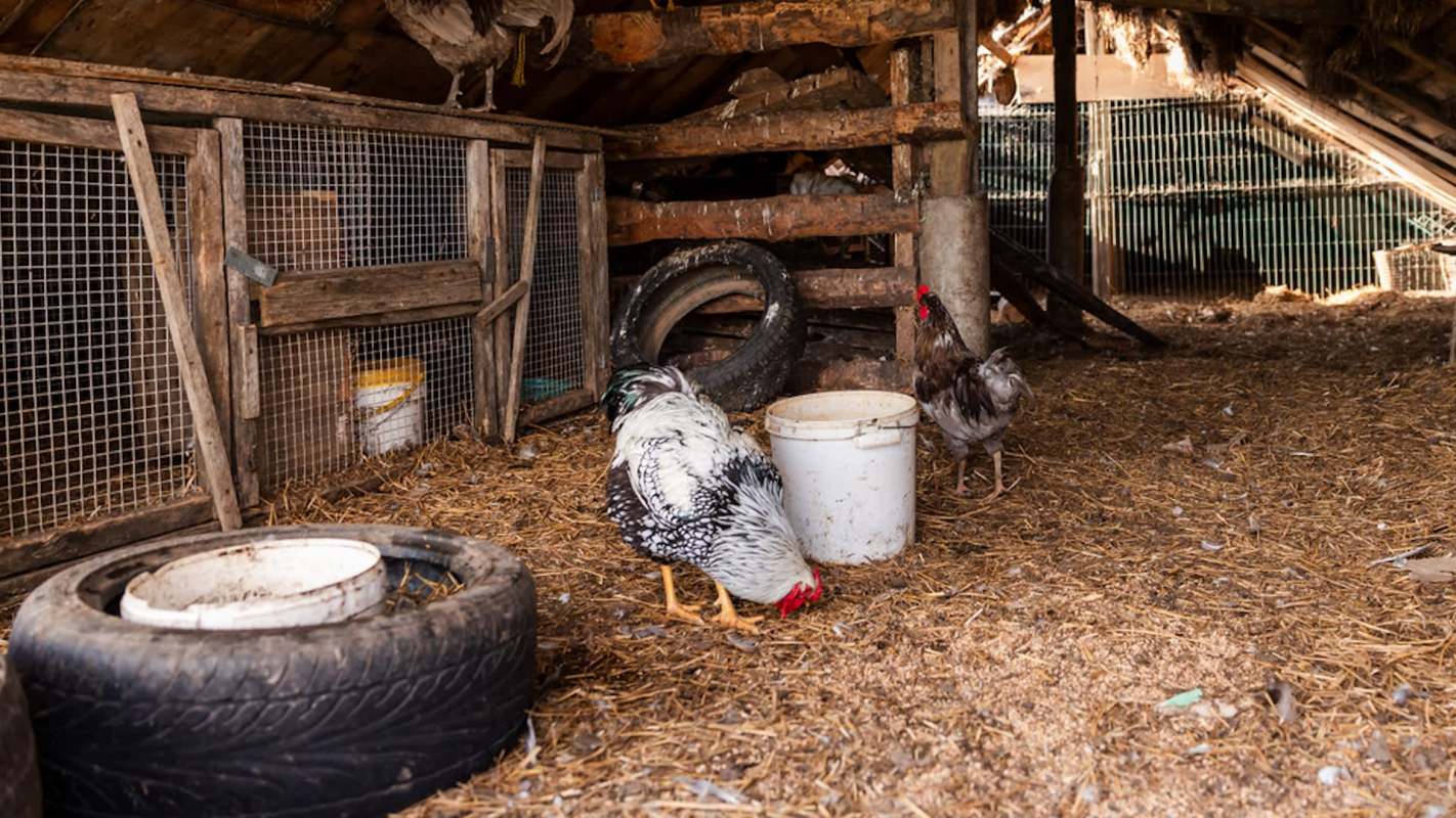 Chickens foraging on the ground in a barn with wooden structures and tires.
