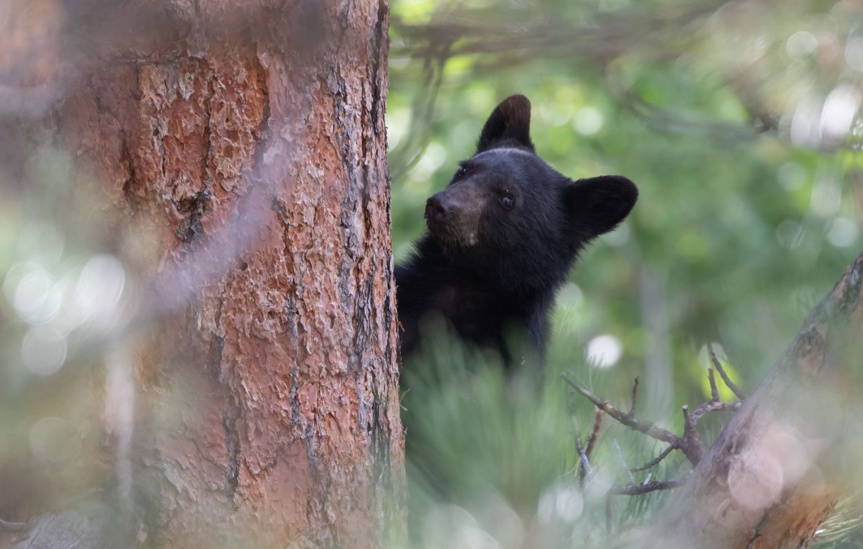 A black bear cub behind a tree.