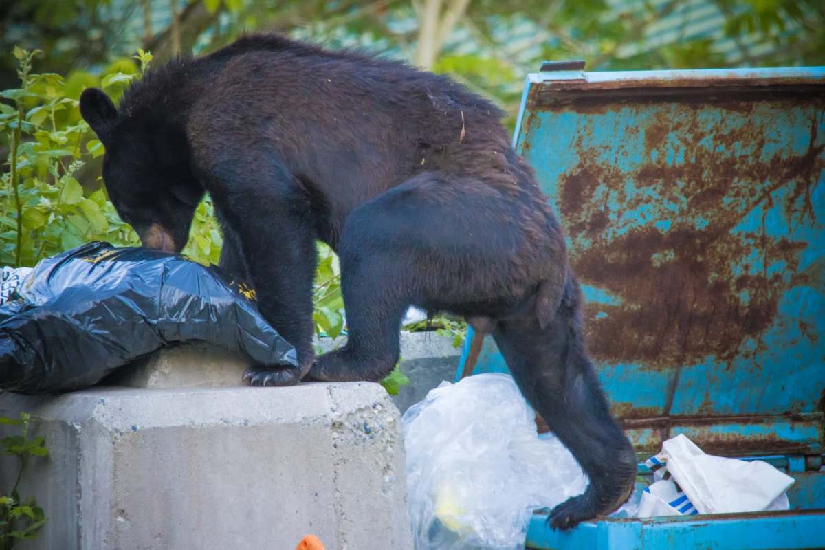 A bear rummages through a garbage bin filled with trash.