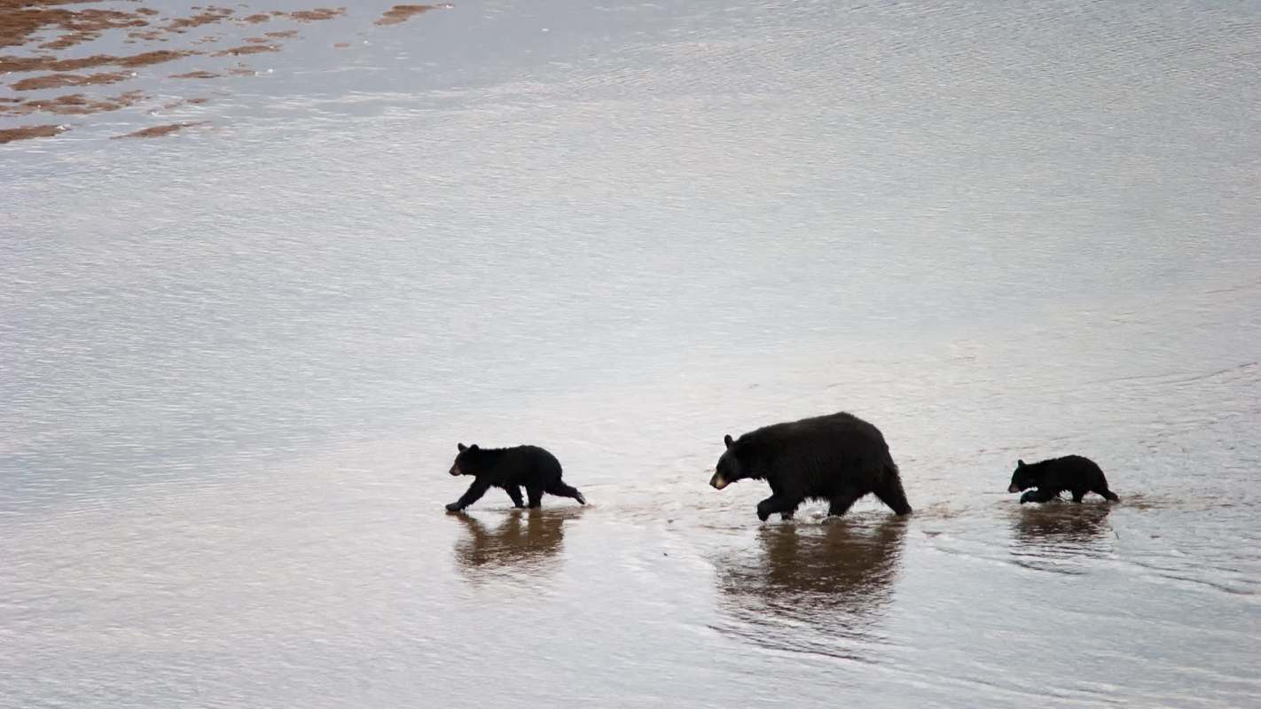 A mother bear walks through shallow water with two cubs.