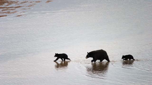 A mother bear walks through shallow water with two cubs.