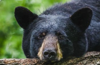 A black bear.