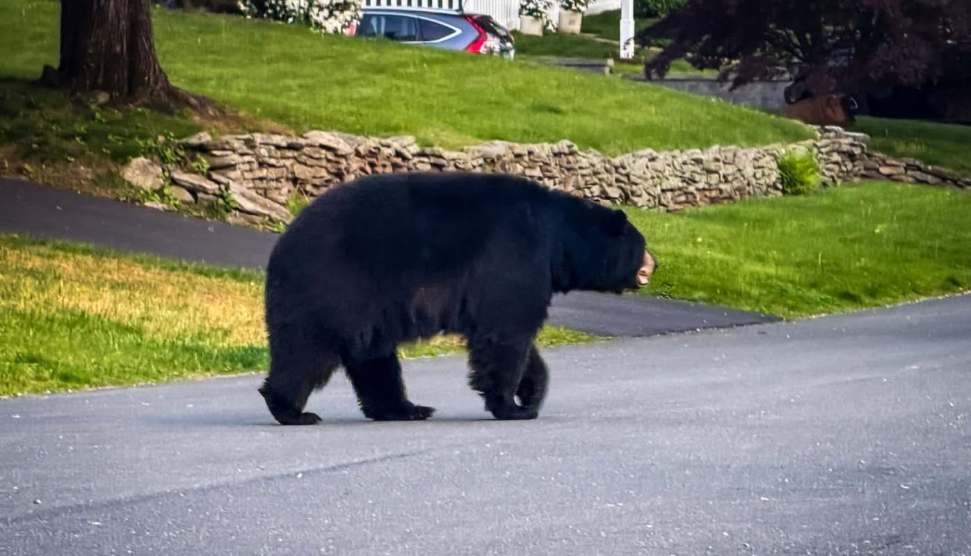 A black bear walks along a residential street with grassy areas and a stone wall in the background.