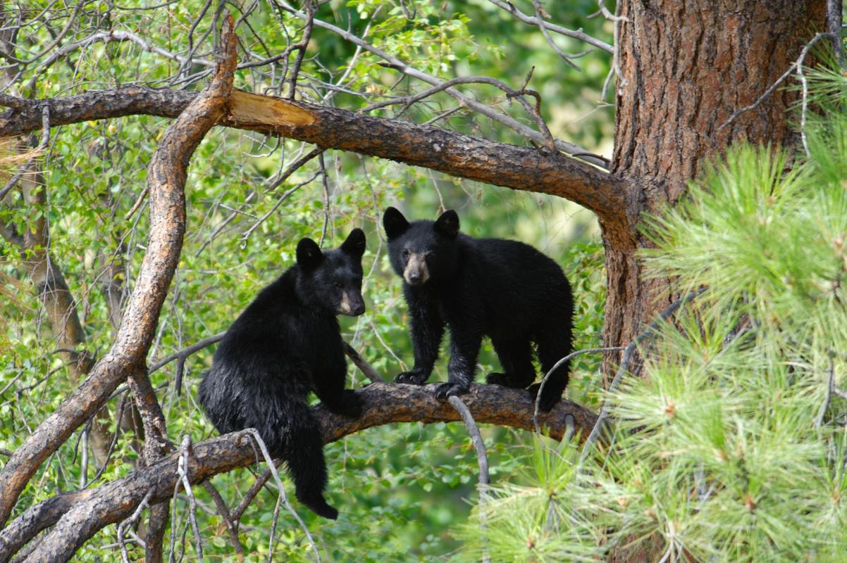 Two black bear cubs in a tree.