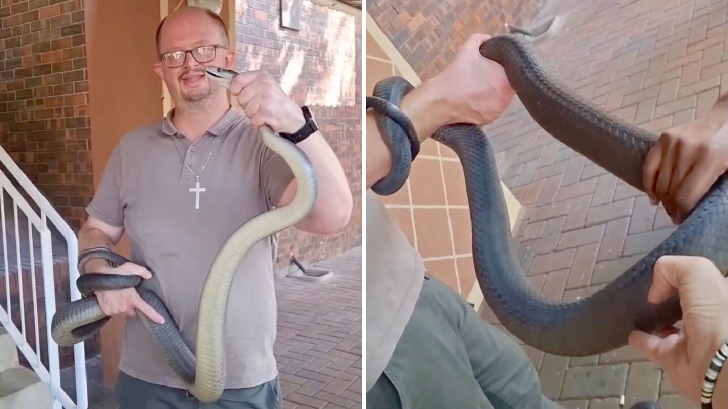 A professional snake catcher holding a black mamba.