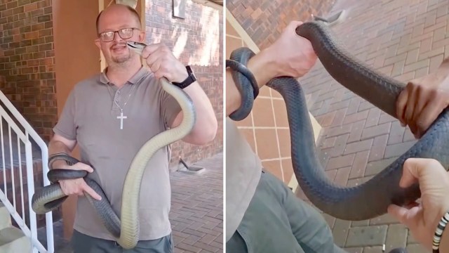 A professional snake catcher holding a black mamba.
