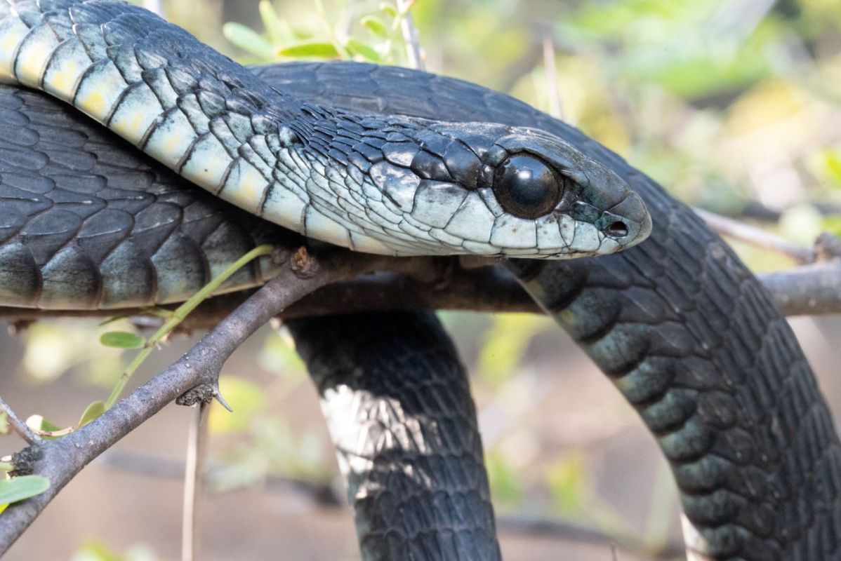A black mamba.