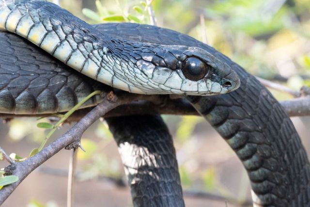 A black mamba.