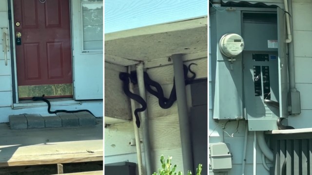 Snakes crawling around an abandoned house.