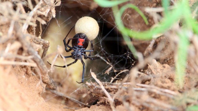 A black widow spider near a silk egg sac in a tunnel surrounded by dirt and debris.