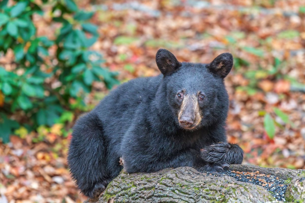 A black bear.