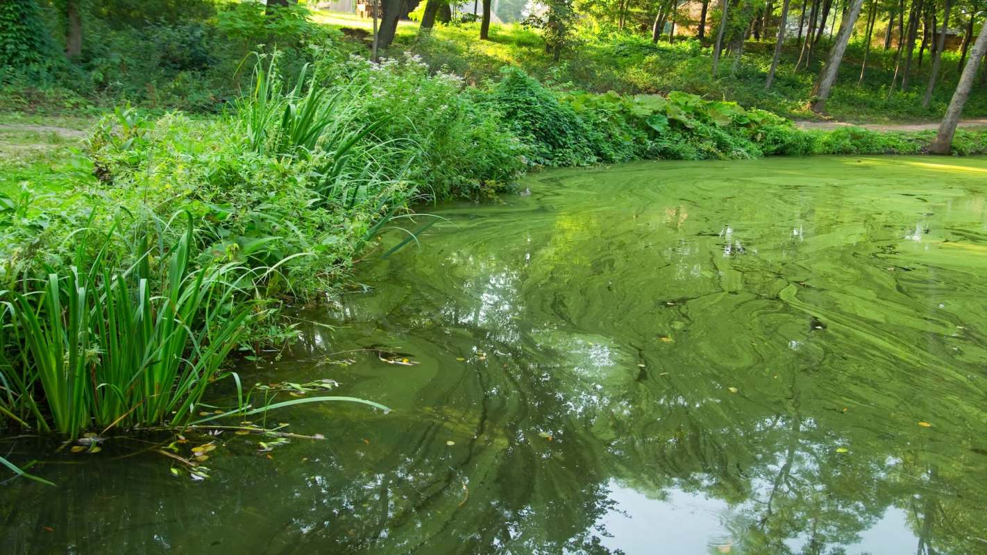 A pond covered in green algae surrounded by lush vegetation and trees.