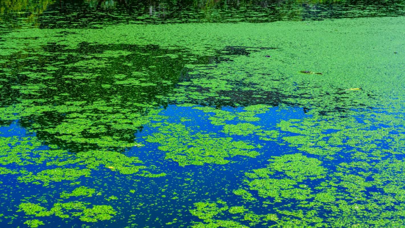 A pond covered with green algae reflecting blue sky and surrounding greenery.